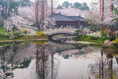 Doğu Gölü Sahnesi, Wuhan Şehri, Hubei Eyaleti 'nde Kiraz Çiçeği Bahçesi Erken Bahar Sahnesi