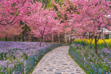 Doğu Gölü Sahnesi, Wuhan Şehri, Hubei Eyaleti 'nde Kiraz Çiçeği Bahçesi Erken Bahar Sahnesi
