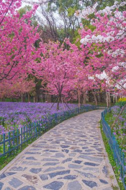Doğu Gölü Sahnesi, Wuhan Şehri, Hubei Eyaleti 'nde Kiraz Çiçeği Bahçesi Erken Bahar Sahnesi