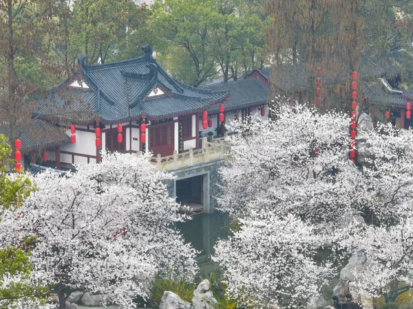 Doğu Gölü Sahnesi, Wuhan Şehri, Hubei Eyaleti 'nde Kiraz Çiçeği Bahçesi Erken Bahar Sahnesi