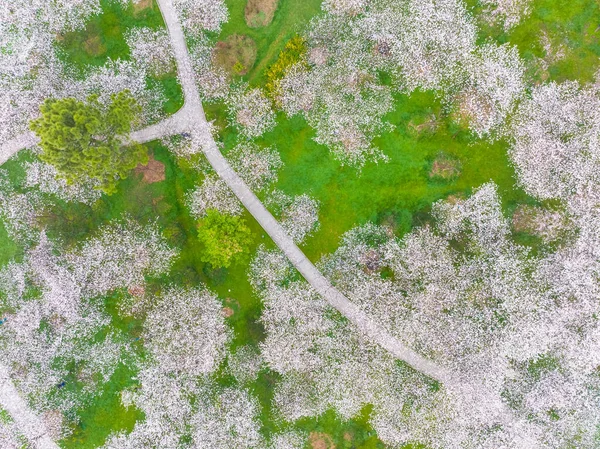 Early Spring Scenery Cherry Blossom Garden East Lake Scenic Area — Stock Photo, Image