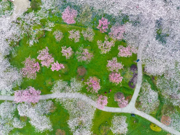 Ранняя Весна Пейзаж Сада Цветущей Вишни Районе Восточного Озера Ухань — стоковое фото