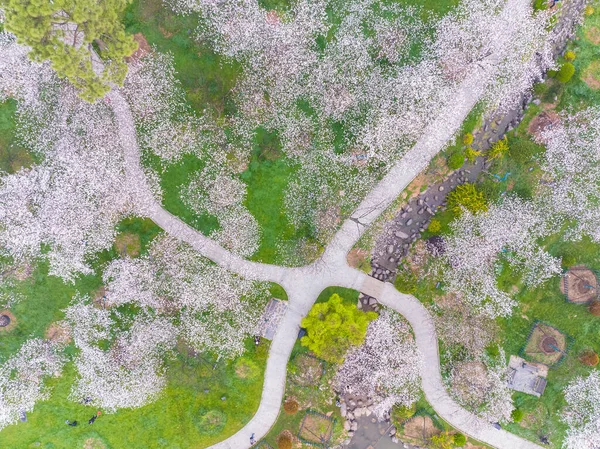 Ранняя Весна Пейзаж Сада Цветущей Вишни Районе Восточного Озера Ухань — стоковое фото