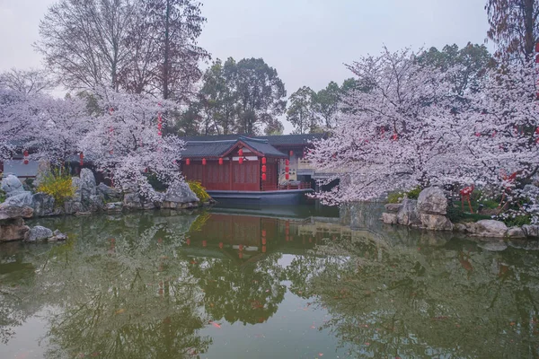 Paisajes Primavera Temprana Del Jardín Flores Cerezo Área Escénica East — Foto de Stock