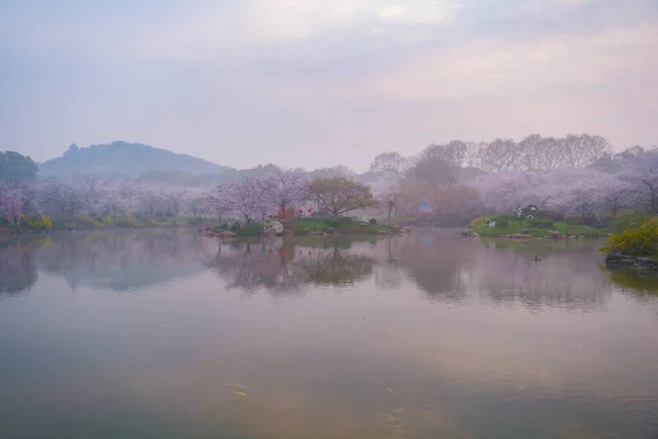 Paisajes Primavera Temprana Del Jardín Flores Cerezo Área Escénica East — Foto de Stock