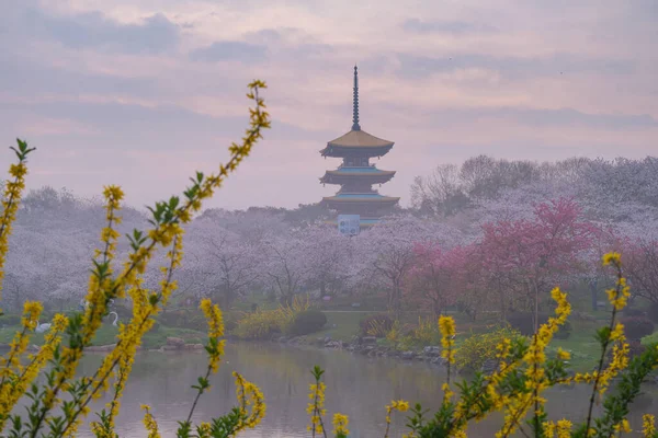 Paysage Printanier Précoce Jardin Cerisiers Fleurs Dans Région Pittoresque East — Photo