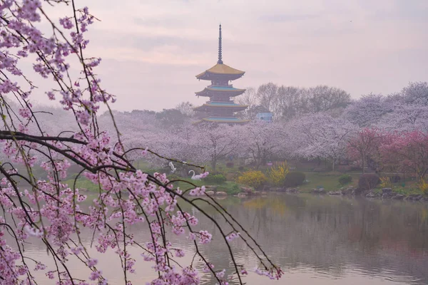 Doğu Gölü Sahnesi, Wuhan Şehri, Hubei Eyaleti 'nde Kiraz Çiçeği Bahçesi Erken Bahar Sahnesi
