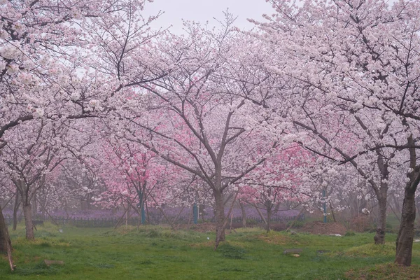 Doğu Gölü Sahnesi, Wuhan Şehri, Hubei Eyaleti 'nde Kiraz Çiçeği Bahçesi Erken Bahar Sahnesi