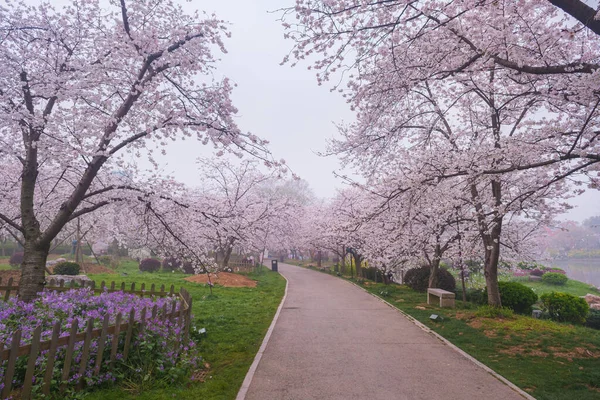 Doğu Gölü Sahnesi, Wuhan Şehri, Hubei Eyaleti 'nde Kiraz Çiçeği Bahçesi Erken Bahar Sahnesi