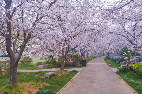 Doğu Gölü Sahnesi, Wuhan Şehri, Hubei Eyaleti 'nde Kiraz Çiçeği Bahçesi Erken Bahar Sahnesi