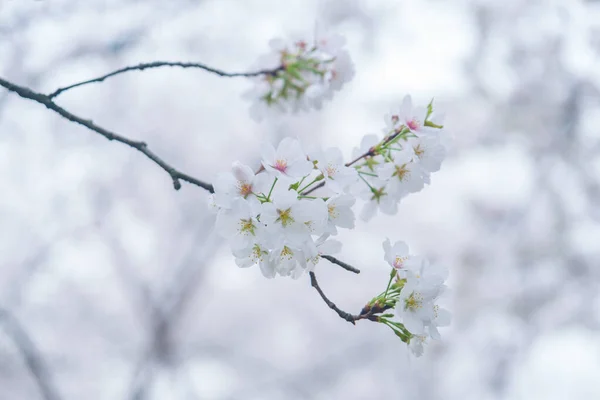 湖北省武漢市東湖風景区の桜園の早春の風景 — ストック写真