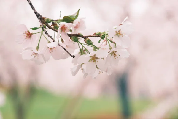 Paisajes Primavera Temprana Del Jardín Flores Cerezo Área Escénica East —  Fotos de Stock