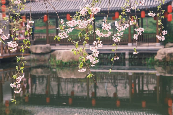 Doğu Gölü Sahnesi, Wuhan Şehri, Hubei Eyaleti 'nde Kiraz Çiçeği Bahçesi Erken Bahar Sahnesi