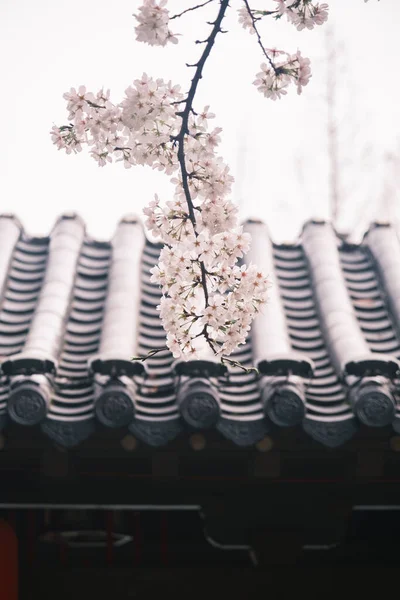 Doğu Gölü Sahnesi, Wuhan Şehri, Hubei Eyaleti 'nde Kiraz Çiçeği Bahçesi Erken Bahar Sahnesi