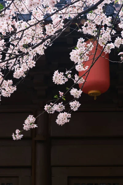 Doğu Gölü Sahnesi, Wuhan Şehri, Hubei Eyaleti 'nde Kiraz Çiçeği Bahçesi Erken Bahar Sahnesi