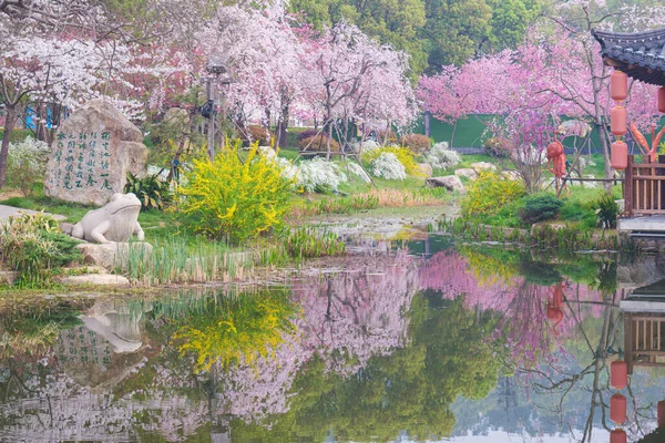 Paisajes Primavera Temprana Del Jardín Flores Cerezo Área Escénica East — Foto de Stock