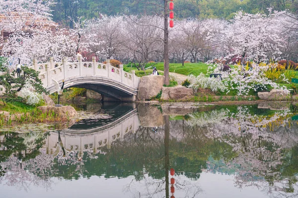 Paisajes Primavera Temprana Del Jardín Flores Cerezo Área Escénica East — Foto de Stock