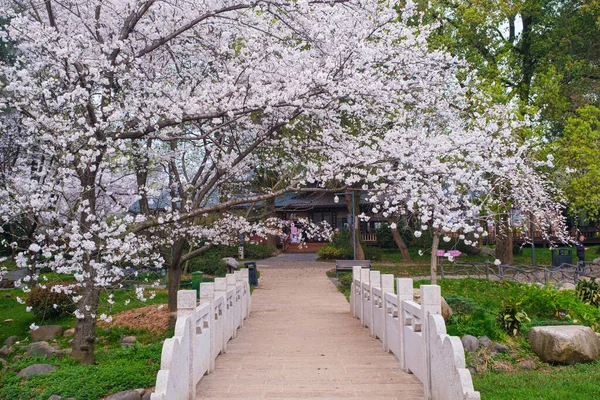 Early Spring Scenery Cherry Blossom Garden East Lake Scenic Area — Fotografia de Stock