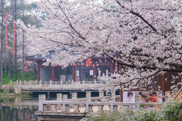 Cseresznyevirágzó Kert Kora Tavaszi Táj East Lake Scenic Area Wuhan — Stock Fotó
