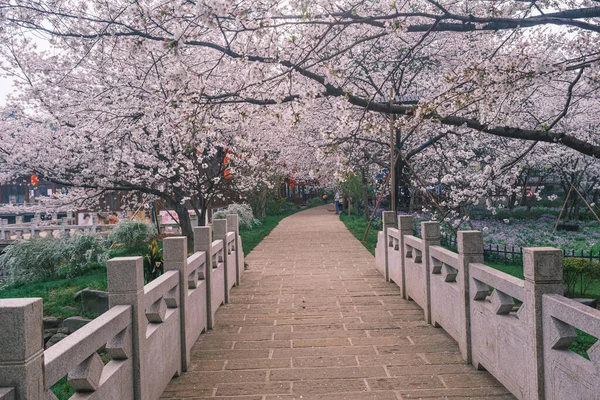 Doğu Gölü Sahnesi Wuhan Şehri Hubei Eyaleti Nde Kiraz Çiçeği — Stok fotoğraf