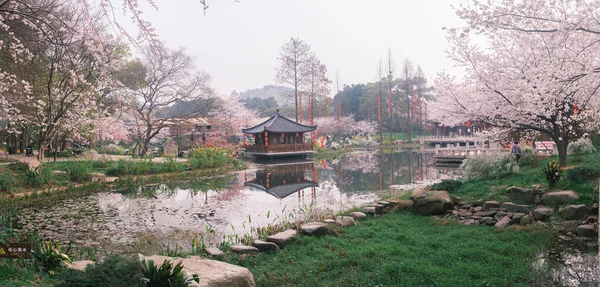 Doğu Gölü Sahnesi, Wuhan Şehri, Hubei Eyaleti 'nde Kiraz Çiçeği Bahçesi Erken Bahar Sahnesi
