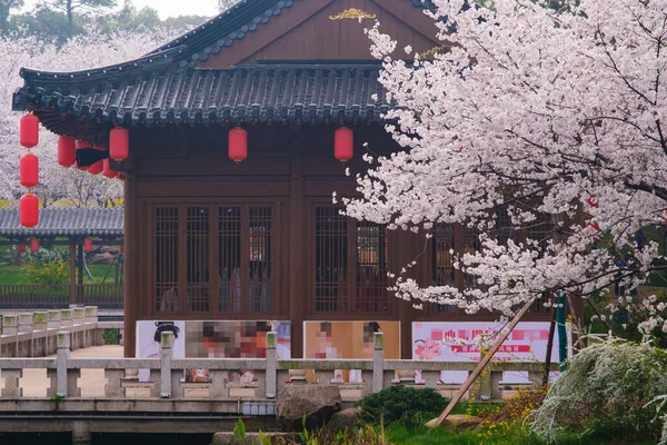 Doğu Gölü Sahnesi, Wuhan Şehri, Hubei Eyaleti 'nde Kiraz Çiçeği Bahçesi Erken Bahar Sahnesi