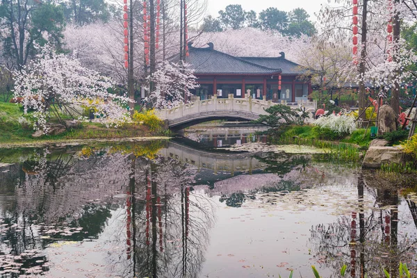 Doğu Gölü Sahnesi, Wuhan Şehri, Hubei Eyaleti 'nde Kiraz Çiçeği Bahçesi Erken Bahar Sahnesi
