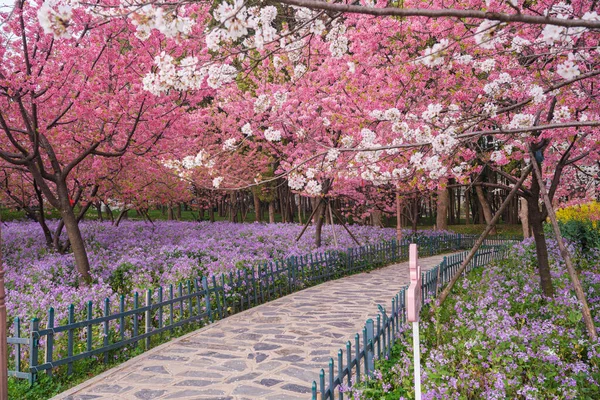 湖北省武汉市东湖风景区樱花花园的早春美景 — 图库照片