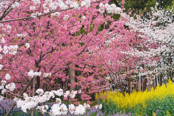湖北省武汉市东湖风景区樱花花园的早春美景 — 图库照片