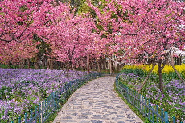 Early Spring Scenery of Cherry Blossom Garden in East Lake Scenic Area, Wuhan City, Hubei Province