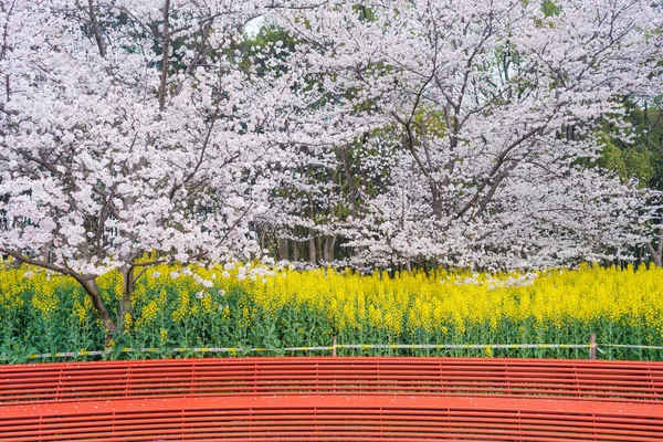 Doğu Gölü Sahnesi Wuhan Şehri Hubei Eyaleti Nde Kiraz Çiçeği — Stok fotoğraf