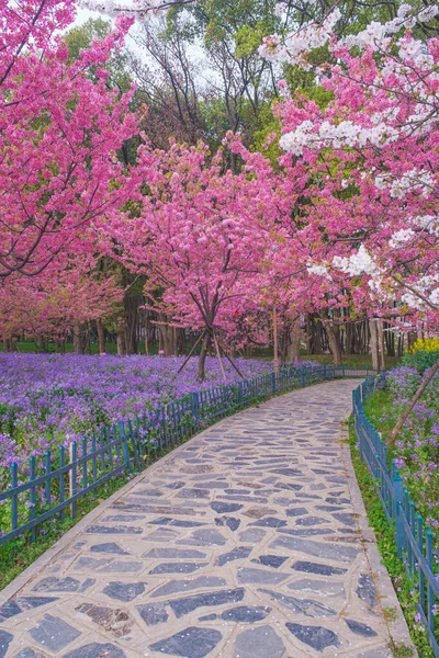 Doğu Gölü Sahnesi, Wuhan Şehri, Hubei Eyaleti 'nde Kiraz Çiçeği Bahçesi Erken Bahar Sahnesi