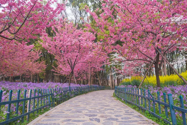 Raně Jarní Scenérie Cherry Blossom Garden Oblasti East Lake Scenic — Stock fotografie