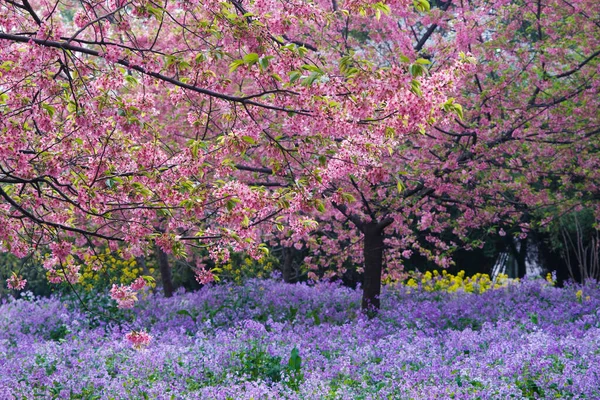 Early Spring Scenery Cherry Blossom Garden East Lake Scenic Area — Stock Photo, Image