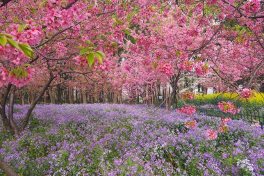 Doğu Gölü Sahnesi, Wuhan Şehri, Hubei Eyaleti 'nde Kiraz Çiçeği Bahçesi Erken Bahar Sahnesi
