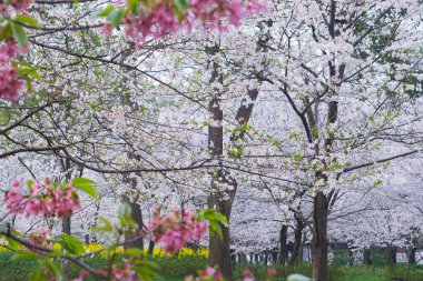 Doğu Gölü Sahnesi, Wuhan Şehri, Hubei Eyaleti 'nde Kiraz Çiçeği Bahçesi Erken Bahar Sahnesi