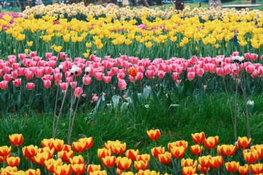 Doğu Gölü Sahnesi, Wuhan Şehri, Hubei Eyaleti 'nde Kiraz Çiçeği Bahçesi Erken Bahar Sahnesi