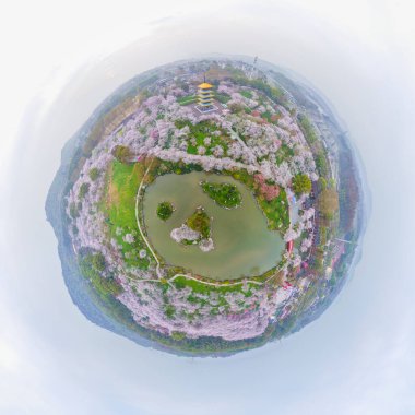 Doğu Gölü Sahnesi, Wuhan Şehri, Hubei Eyaleti 'nde Kiraz Çiçeği Bahçesi Erken Bahar Sahnesi