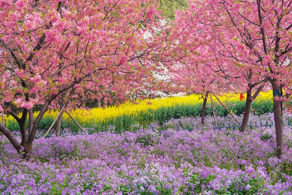 Early Spring Scenery Cherry Blossom Garden East Lake Scenic Area — Stock Photo, Image