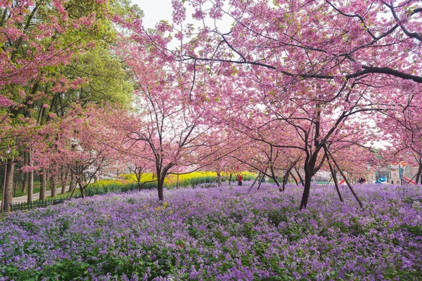 Early Spring Scenery Cherry Blossom Garden East Lake Scenic Area — стокове фото