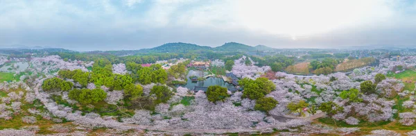 Vroeg Voorjaar Landschap Van Kersenbloesem Tuin East Lake Scenic Area — Stockfoto