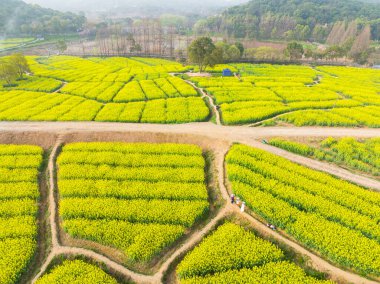 Wuhan, Hubei, Çin 'deki East Lake Orman Parkı' nda tecavüz tohumları açan çiçeklerin bahar manzarası.
