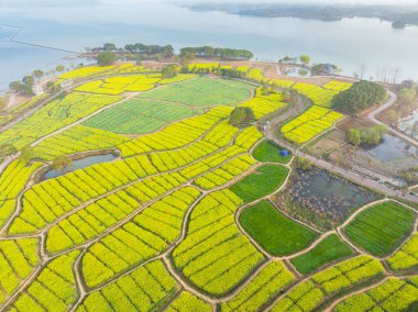 Wuhan, Hubei, Çin 'deki East Lake Orman Parkı' nda tecavüz tohumları açan çiçeklerin bahar manzarası.