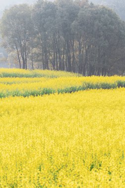 Wuhan, Hubei, Çin 'deki East Lake Orman Parkı' nda tecavüz tohumları açan çiçeklerin bahar manzarası.
