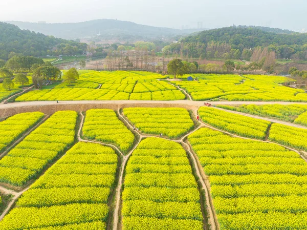 Spring Scenery Rapeseed Flowers East Lake Forest Park Wuhan Hubei — 스톡 사진