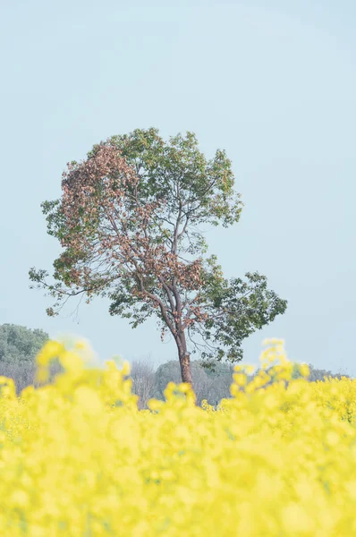 Frühlingslandschaft Mit Rapsblüten East Lake Forest Park Wuhan Hubei China — Stockfoto