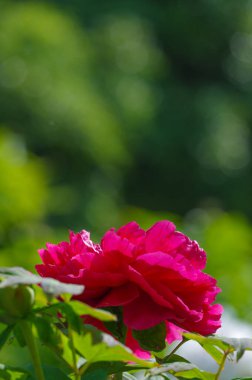 Wuhan, Hubei 'deki Doğu Peony Gölü' nün ilk bahar manzarası.