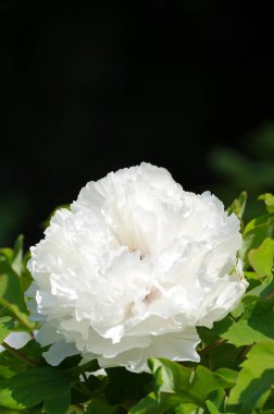 Wuhan, Hubei 'deki Doğu Peony Gölü' nün ilk bahar manzarası.