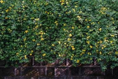 Hubei, Wuhan 'daki Sarı Turna Kulesi Parkı' nın bahar manzarası.