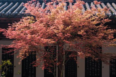 Hubei, Wuhan 'daki Sarı Turna Kulesi Parkı' nın bahar manzarası.